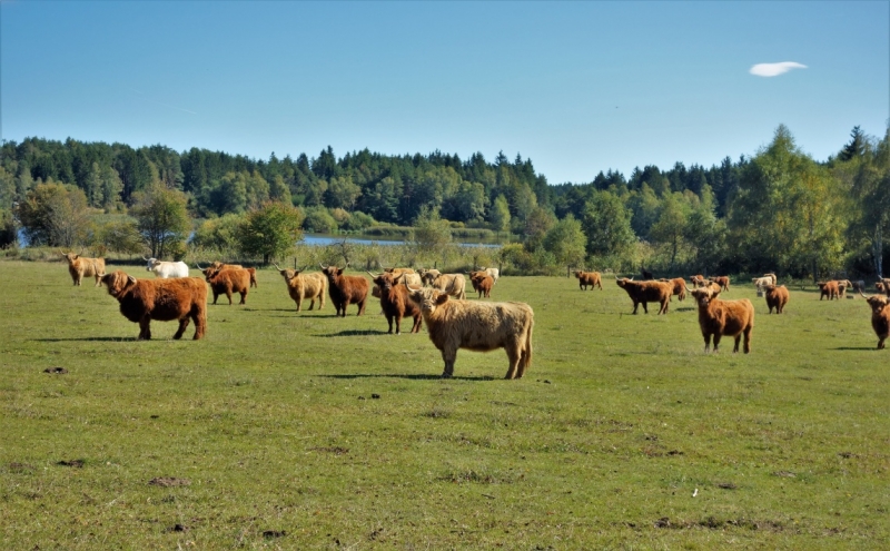 Pastviny u Návar